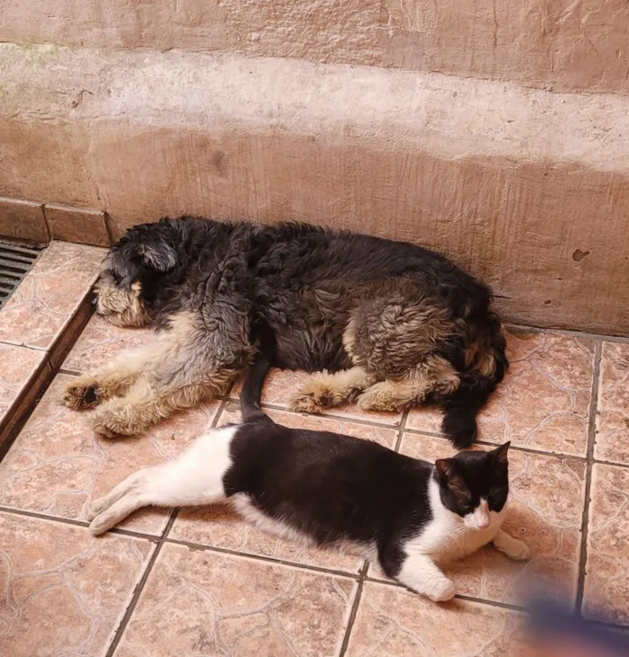 Cachorro raça SRD-ViraLata idade 2 anos nome Zeus 