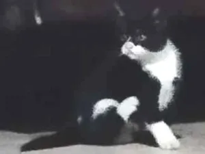 Gato raça SRD-ViraLata idade 2 a 6 meses nome Loky