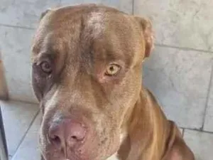 Cachorro raça Pit-Bull idade 4 anos nome Thor