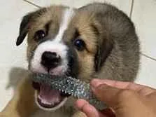 Cachorro raça SRD-ViraLata idade 2 a 6 meses nome meguieee e bob