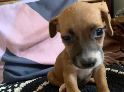 Cachorro raça SRD-ViraLata idade Abaixo de 2 meses nome 4 filhotes 