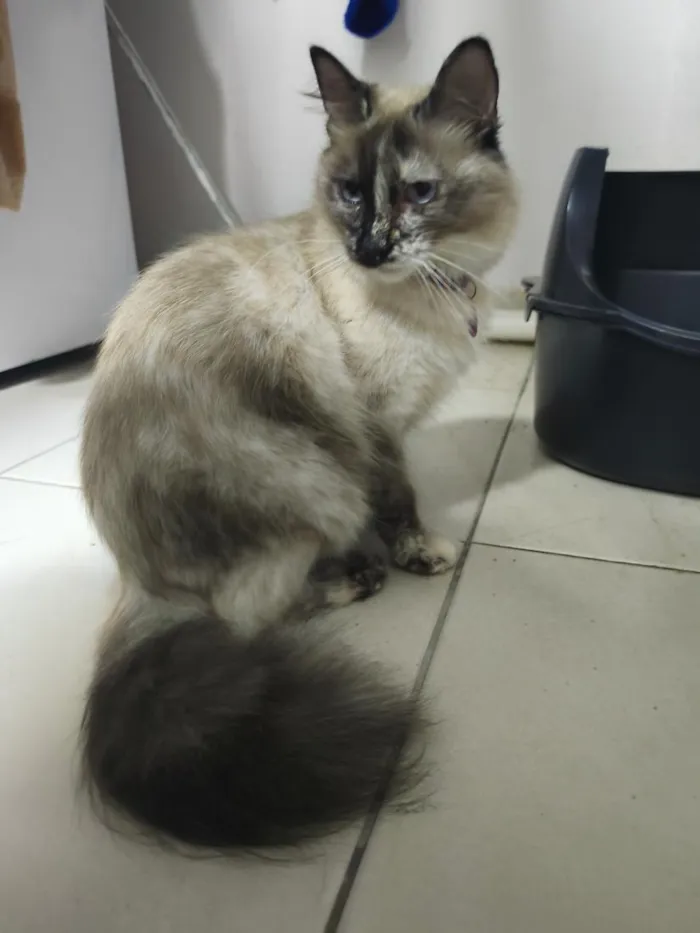 Gato raça SRD-ViraLata idade 2 a 6 meses nome Penny