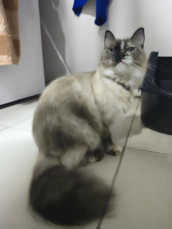 Gato raça SRD-ViraLata idade 2 a 6 meses nome Penny