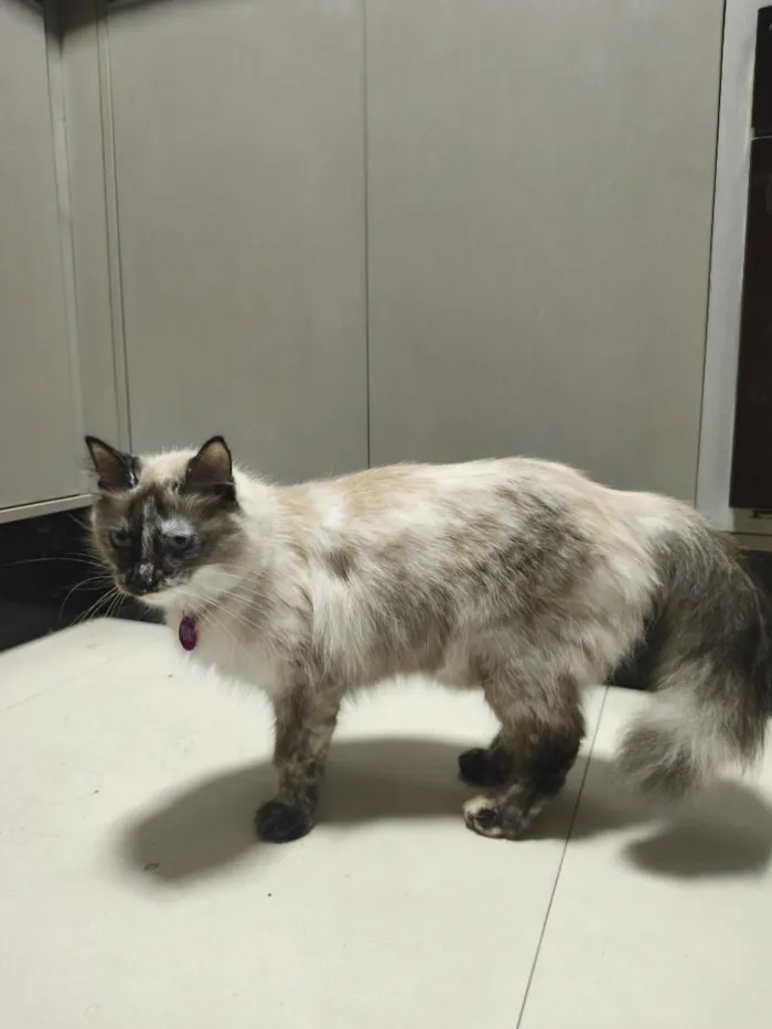 Gato raça SRD-ViraLata idade 2 a 6 meses nome Penny