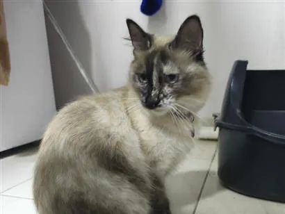 Gato raça SRD-ViraLata idade 2 a 6 meses nome Penny