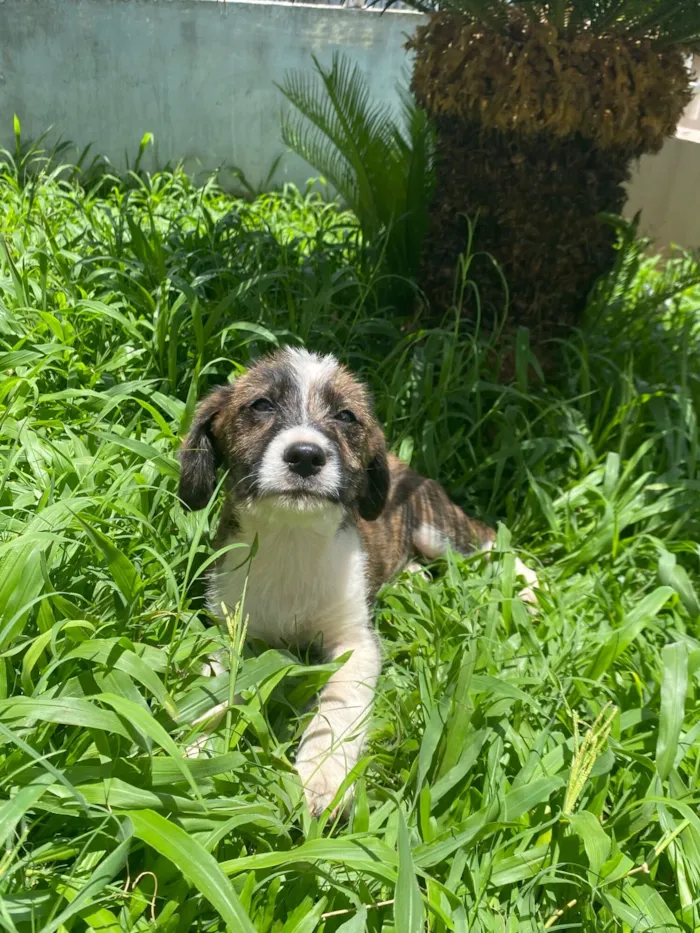 Cachorro raça SRD-ViraLata idade 7 a 11 meses nome Aurora 