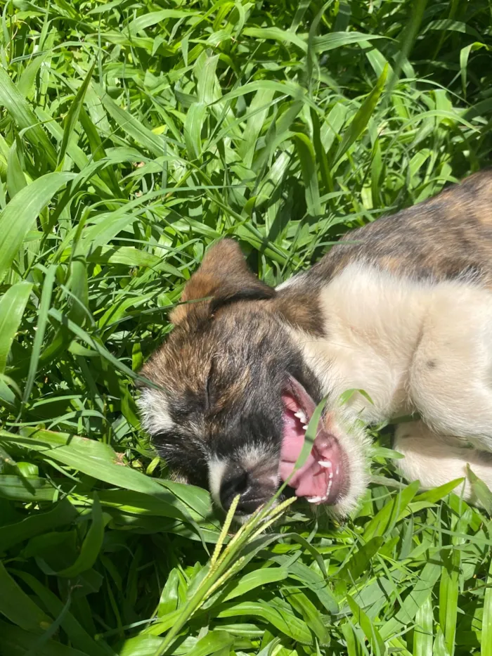 Cachorro raça SRD-ViraLata idade 7 a 11 meses nome Aurora 