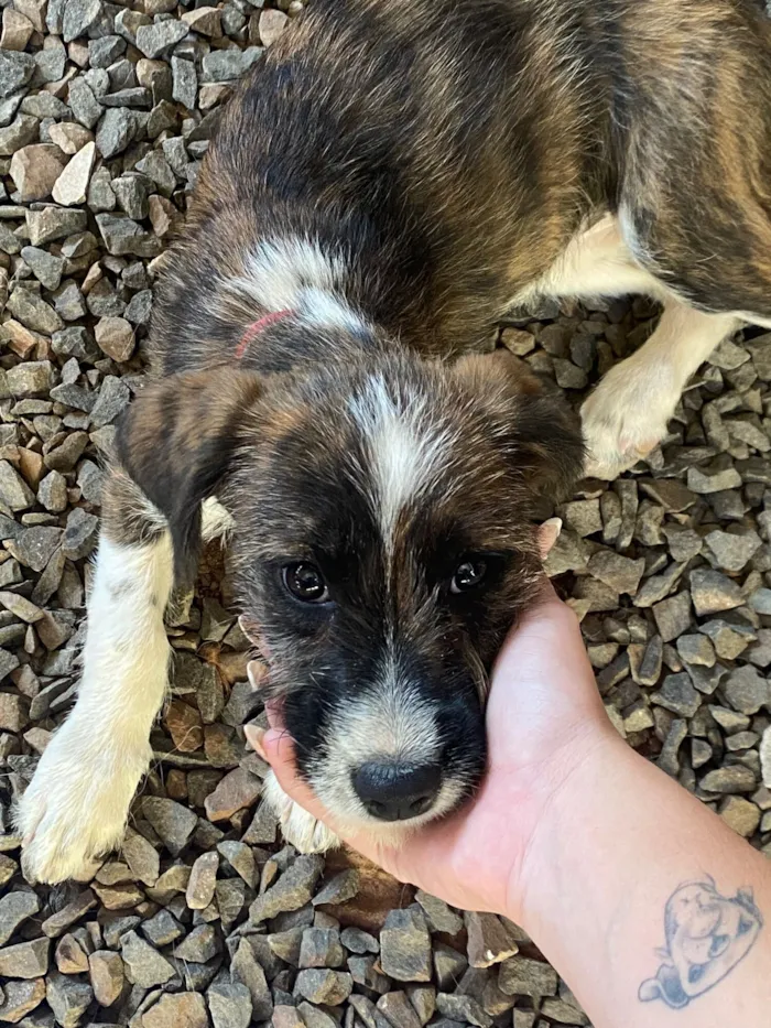 Cachorro raça SRD-ViraLata idade 7 a 11 meses nome Aurora 