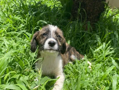 Cachorro raça SRD-ViraLata idade 7 a 11 meses nome Aurora 