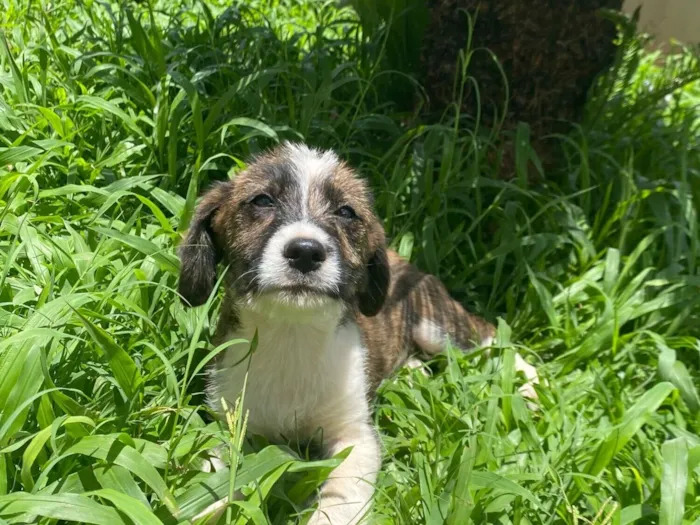Cachorro raça SRD-ViraLata idade 7 a 11 meses nome Aurora 