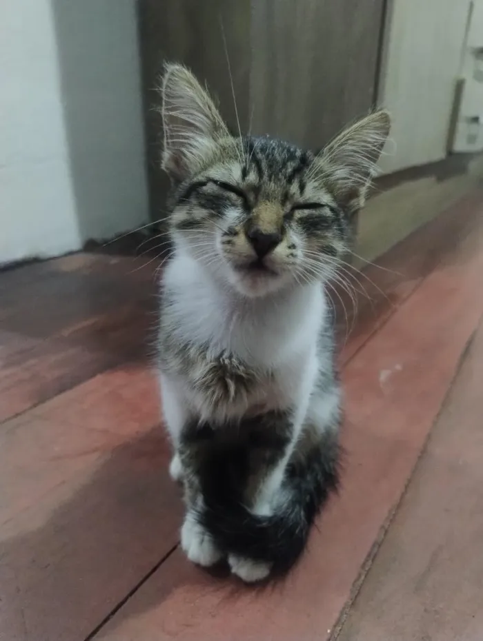 Gato raça SRD-ViraLata idade 2 a 6 meses nome docinho 