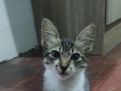 Gato raça SRD-ViraLata idade 2 a 6 meses nome docinho 