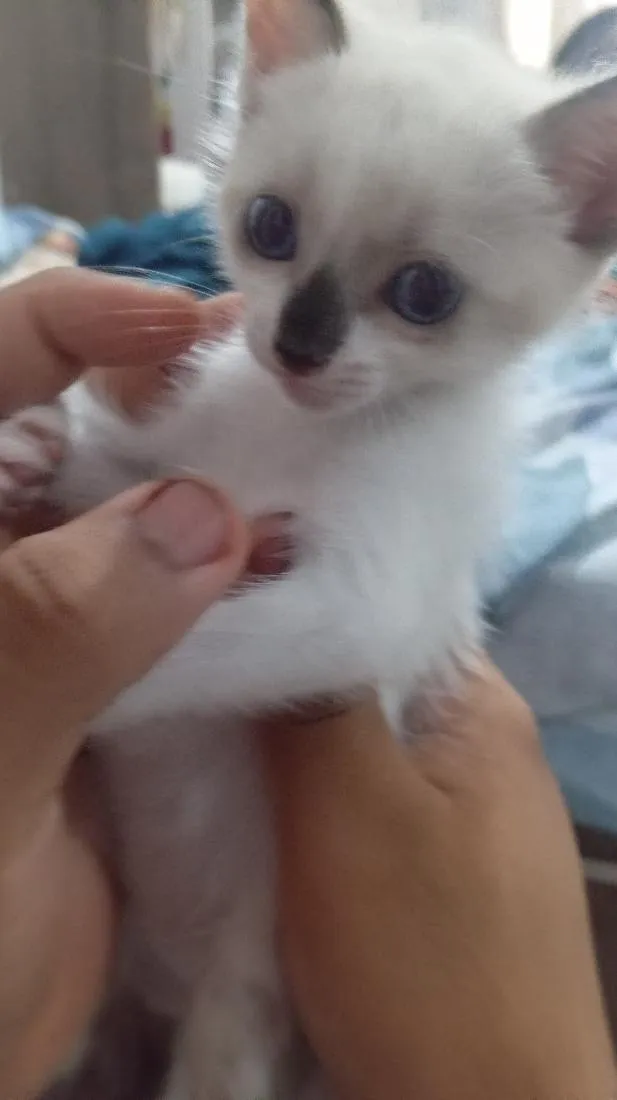 Gato raça Siamês idade Abaixo de 2 meses nome Tunico 