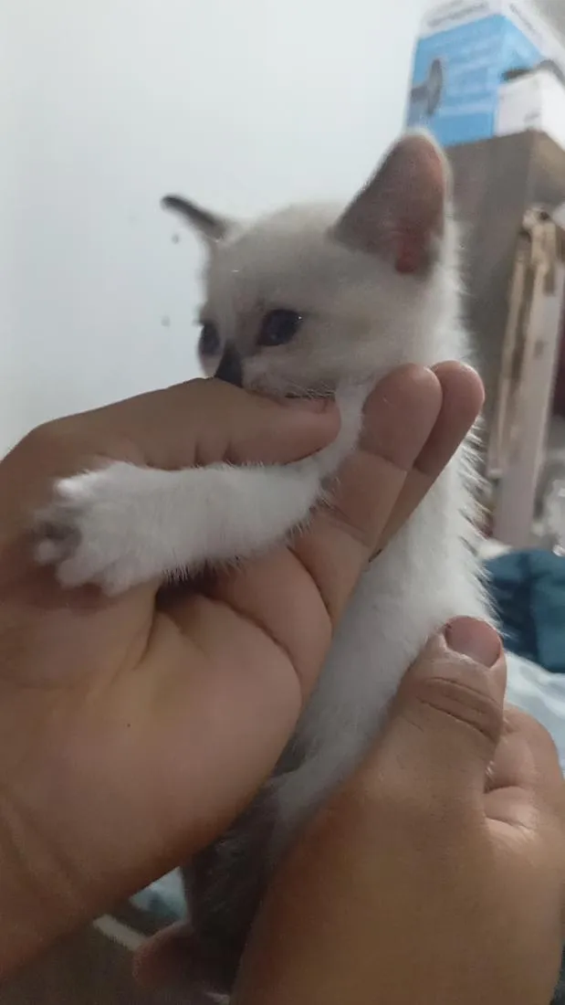 Gato raça Siamês idade Abaixo de 2 meses nome Tunico 