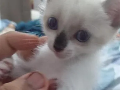 Gato raça Siamês idade Abaixo de 2 meses nome Tunico 
