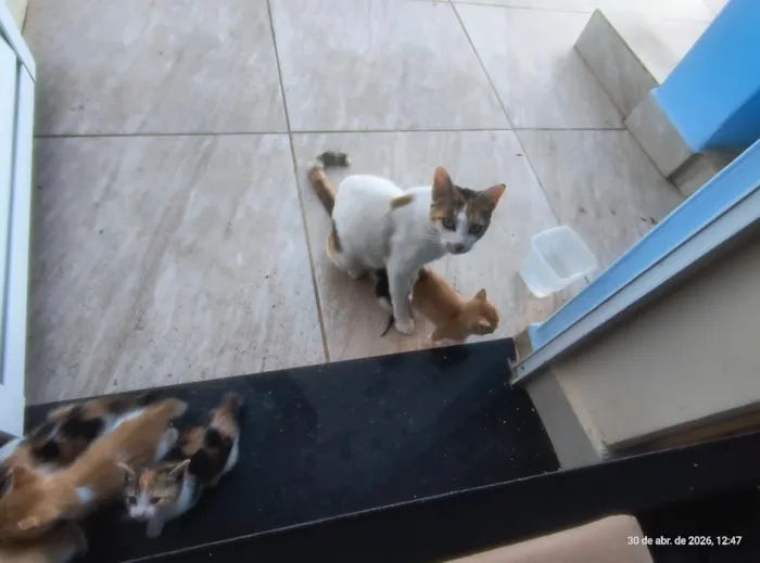 Gato raça SRD-ViraLata idade Abaixo de 2 meses nome tiquinho