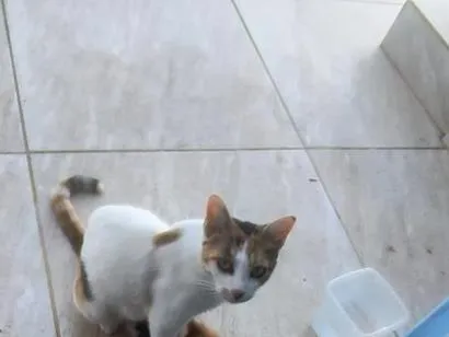 Gato raça SRD-ViraLata idade Abaixo de 2 meses nome tiquinho