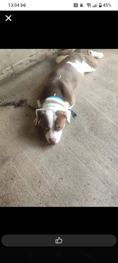 Cachorro raça Pit-Bull idade 2 a 6 meses nome Ruck