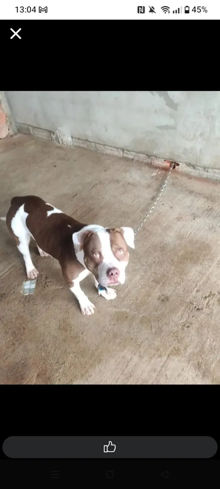 Cachorro raça Pit-Bull idade 2 a 6 meses nome Ruck