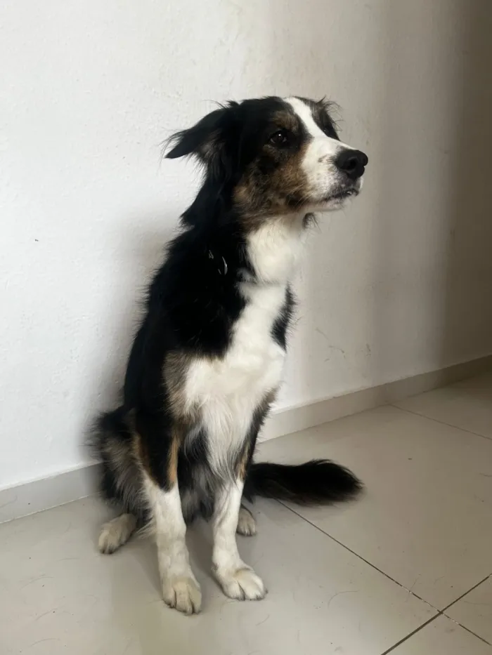 Cachorro raça SRD-ViraLata idade 4 anos nome Bingo
