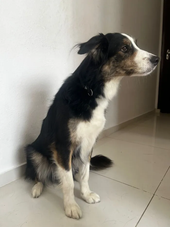 Cachorro raça SRD-ViraLata idade 4 anos nome Bingo