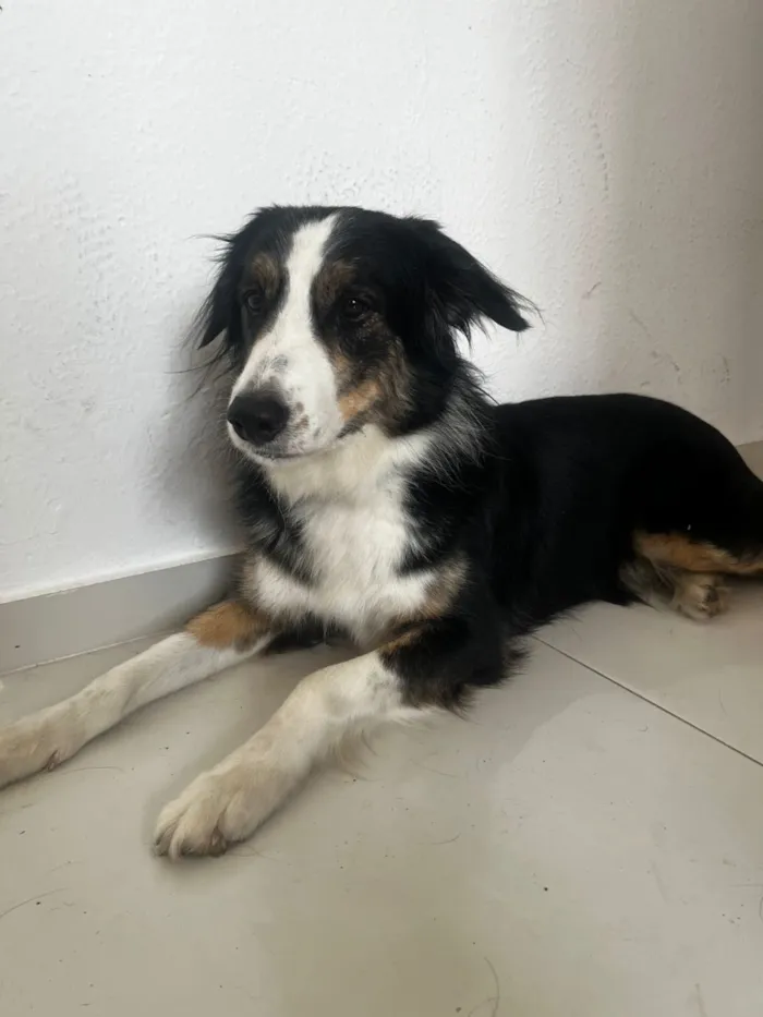 Cachorro raça SRD-ViraLata idade 4 anos nome Bingo