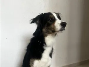 Cachorro raça SRD-ViraLata idade 4 anos nome Bingo
