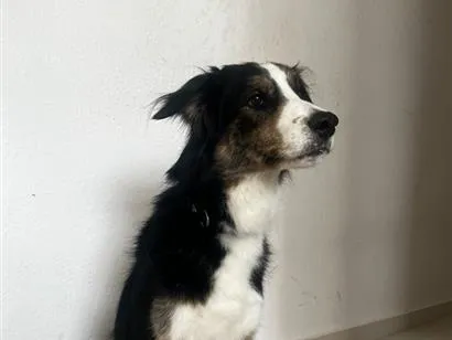 Cachorro raça SRD-ViraLata idade 4 anos nome Bingo