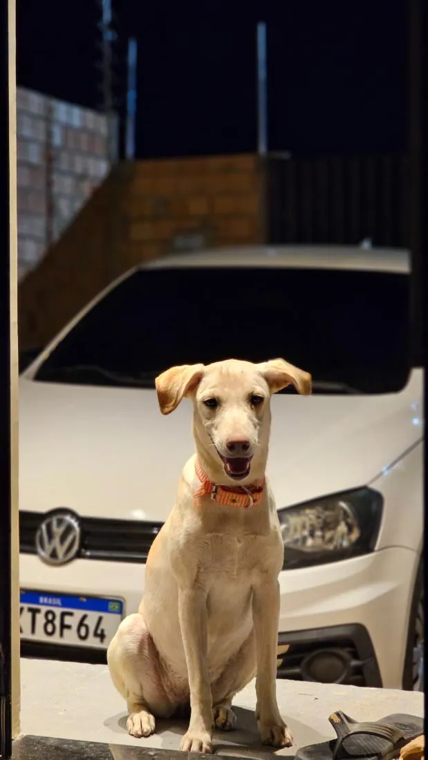 Cachorro raça SRD-ViraLata idade 2 a 6 meses nome Lady