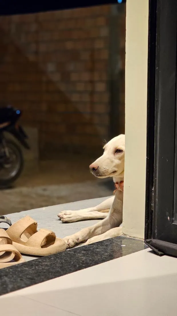 Cachorro raça SRD-ViraLata idade 2 a 6 meses nome Lady