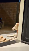 Lady