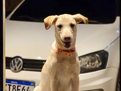 Cachorro raça SRD-ViraLata idade 2 a 6 meses nome Lady