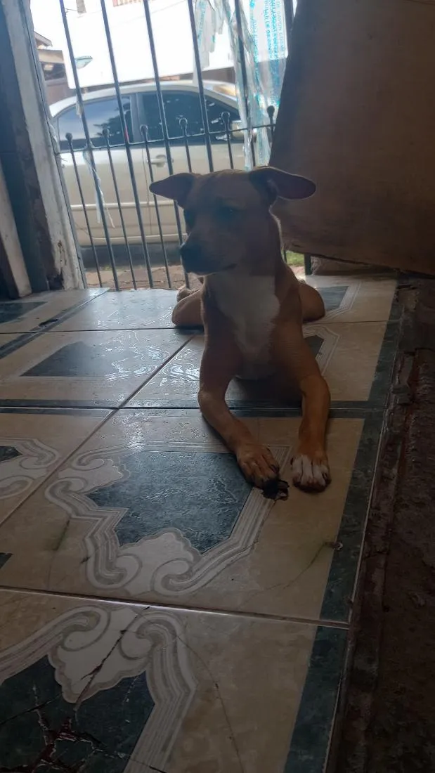 Cachorro raça SRD-ViraLata idade 3 anos nome Peter
