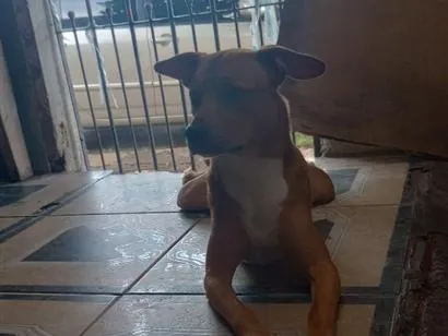 Cachorro raça SRD-ViraLata idade 3 anos nome Peter
