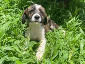 Cachorro raça SRD-ViraLata idade 7 a 11 meses nome Aurora 