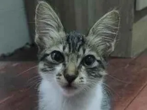Gato raça SRD-ViraLata idade 2 a 6 meses nome docinho 