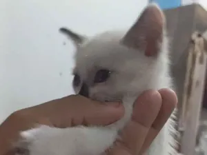 Gato raça Siamês idade Abaixo de 2 meses nome Tunico 