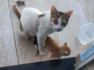 Gato raça SRD-ViraLata idade Abaixo de 2 meses nome tiquinho
