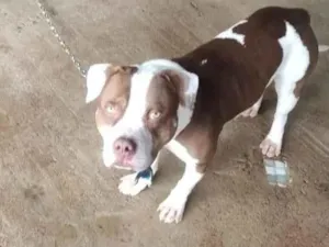 Cachorro raça Pit-Bull idade 2 a 6 meses nome Ruck