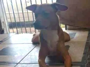 Cachorro raça SRD-ViraLata idade 3 anos nome Peter