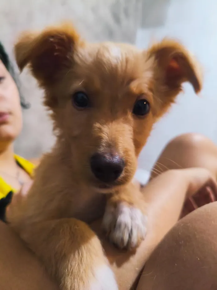 Cachorro raça SRD-ViraLata idade 2 a 6 meses nome Slinky