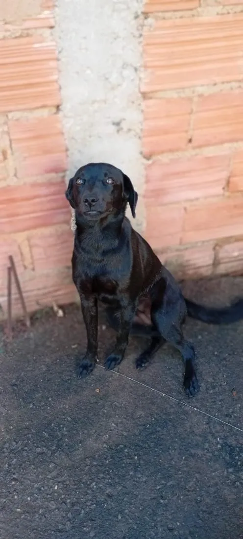 Cachorro raça SRD-ViraLata idade 7 a 11 meses nome Mabel 