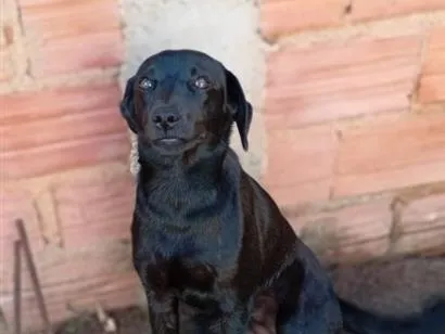 Cachorro raça SRD-ViraLata idade 7 a 11 meses nome Mabel 