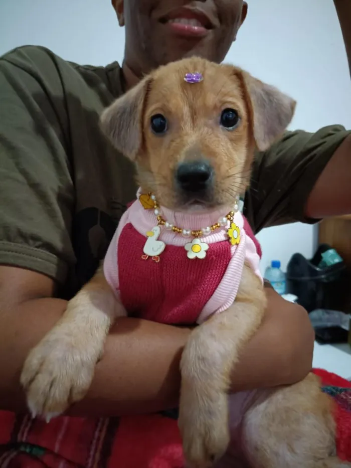 Cachorro raça SRD-ViraLata idade 2 a 6 meses nome Kyara