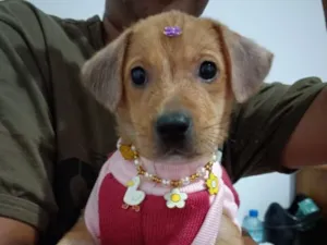 Cachorro raça SRD-ViraLata idade 2 a 6 meses nome Kyara