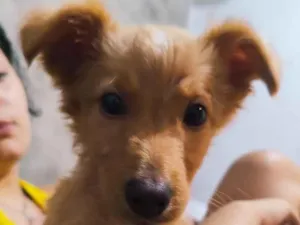 Cachorro raça SRD-ViraLata idade 2 a 6 meses nome Slinky