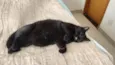 Mimi