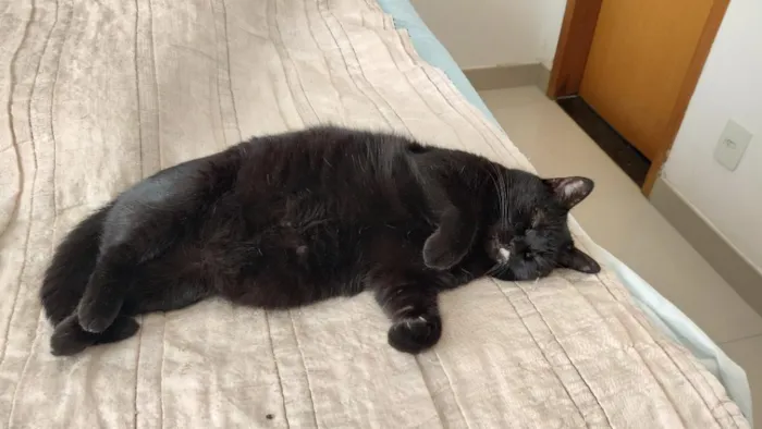 Gato raça SRD-ViraLata idade 6 ou mais anos nome Mimi