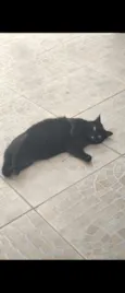 Mimi