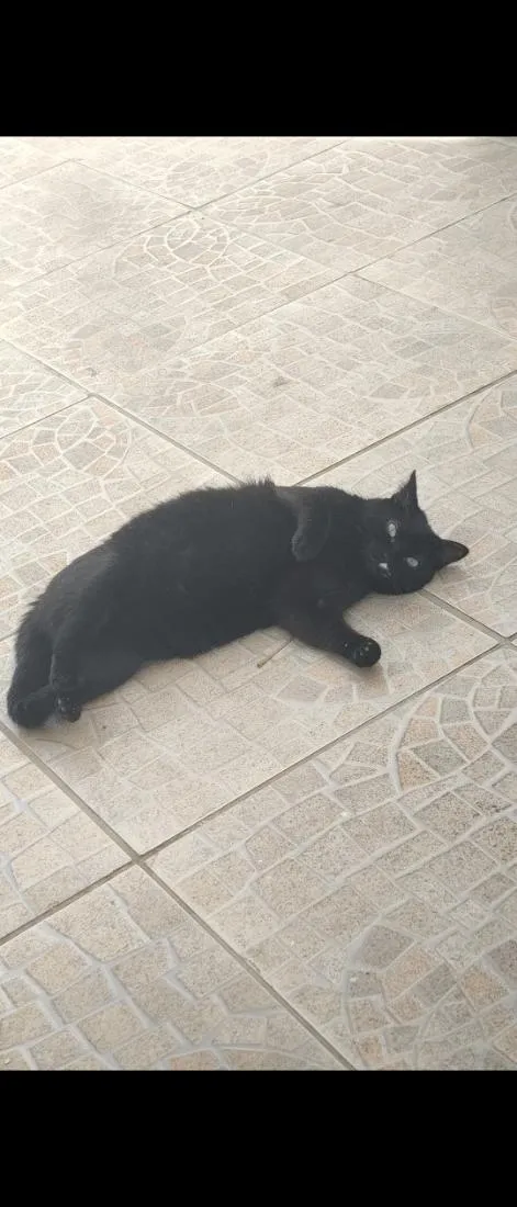 Gato raça SRD-ViraLata idade 6 ou mais anos nome Mimi